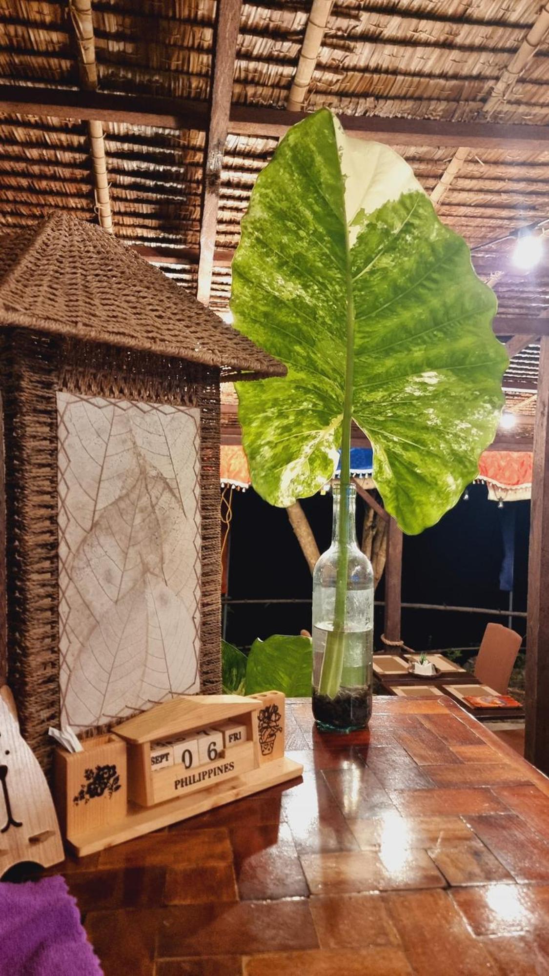 Jush Native And Glamping Hotel Dauis Екстериор снимка